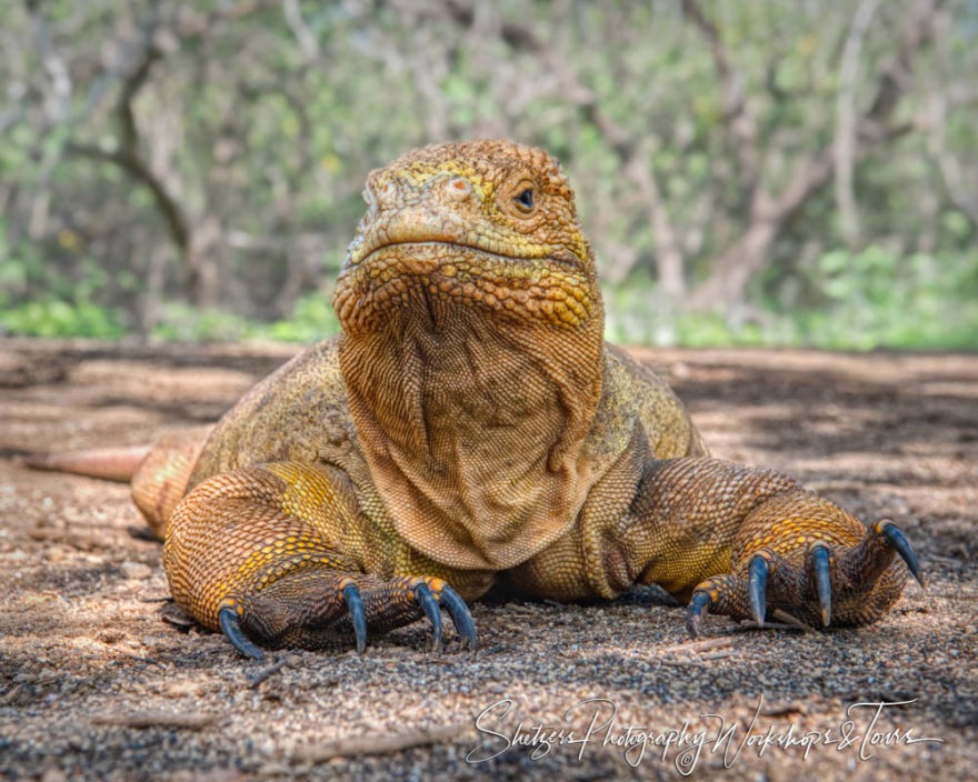 The Galápagos Land Iguana are enormous
