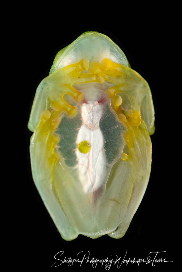 Fleischmanns Glass Frog in Sarapiquí Costa Rica 20180329 150658