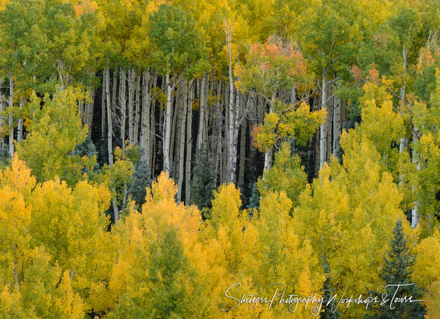 Forest of Aspens near Ridgway Colorado 20150926 185704