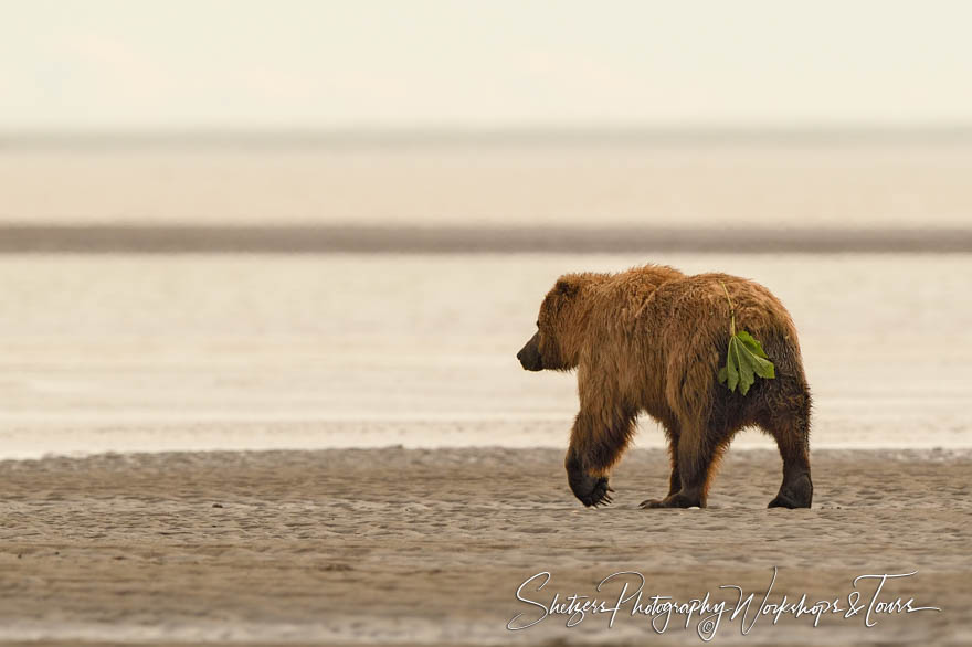 Funny Brown Bear Photo 20180731 114235