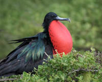 Galápagos Photo Tour