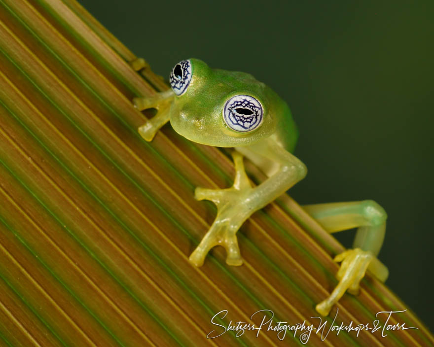 Ghost Glass Frog in Costa Rica