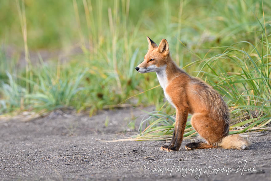 Grinning Red Fox 20190725 220815