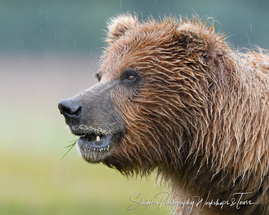 Grizzly Bear Closeup 20180723 105818