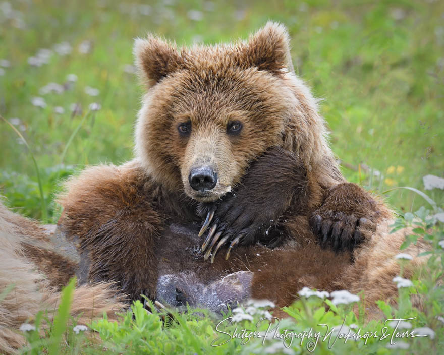 Grizzly Bear Cub Nursing