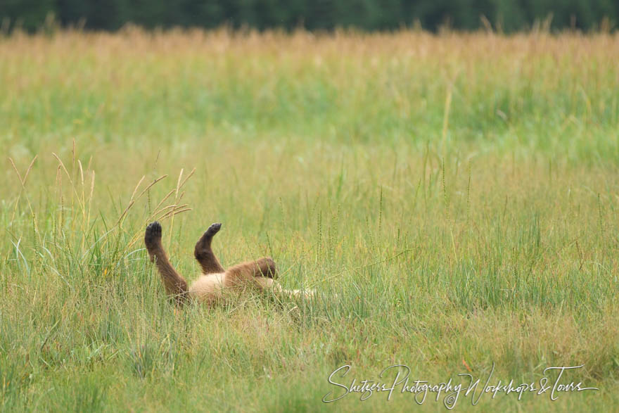 Grizzly Bear Cub Rolling in the Grass 20180731 081626