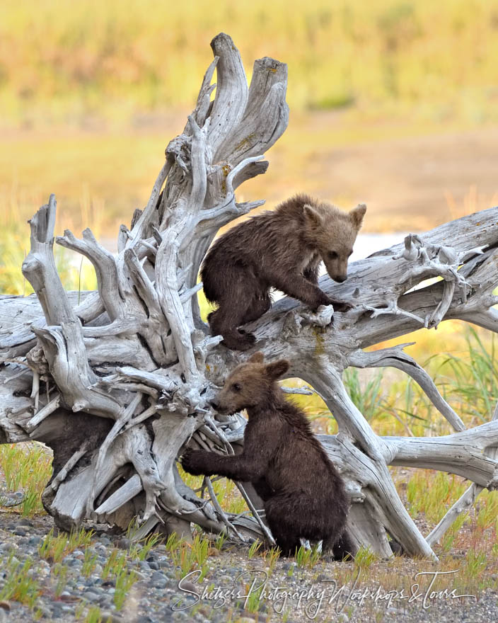 Grizzly Bear Cubs Exploring a Fallen Tree