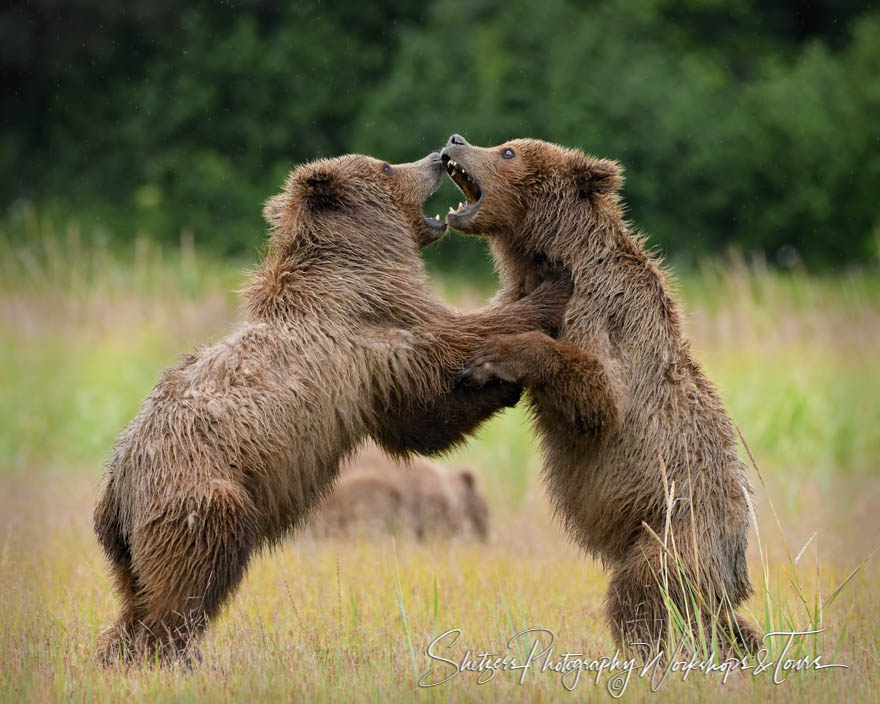 Grizzly Bear Cubs Fighting 20180723 181925