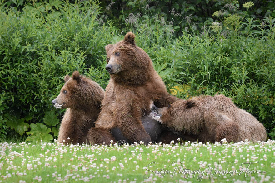 Grizzly Bear Family