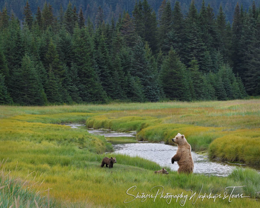 Grizzly Bear Family By The Woods