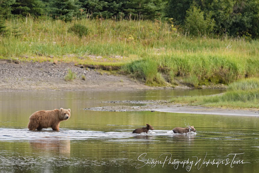 Grizzly Bear Family Fording a Stream