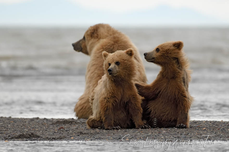 Grizzly Bear Family Photo