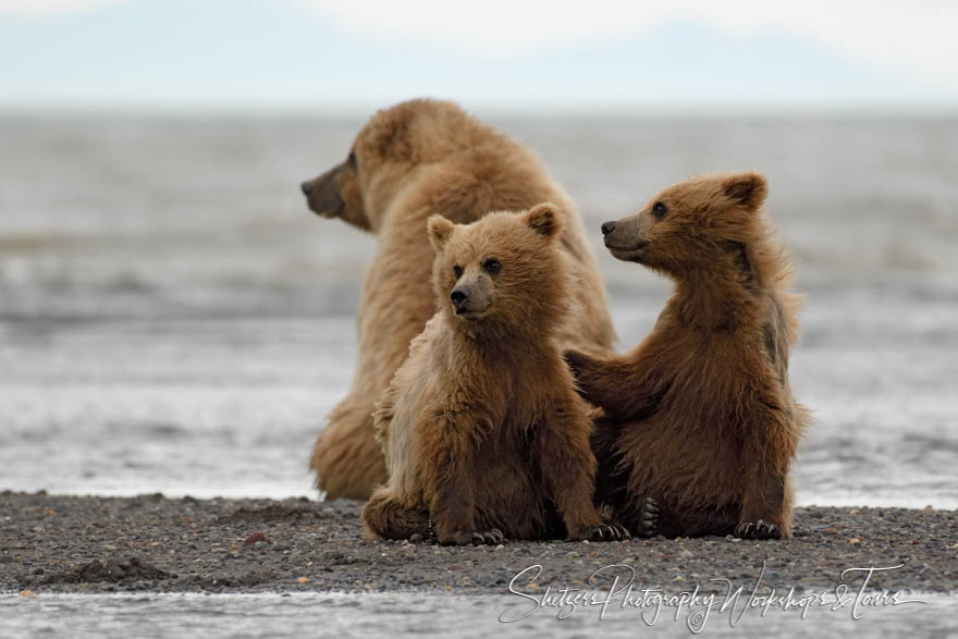 Grizzly Bear Family Photo 20180724 214945