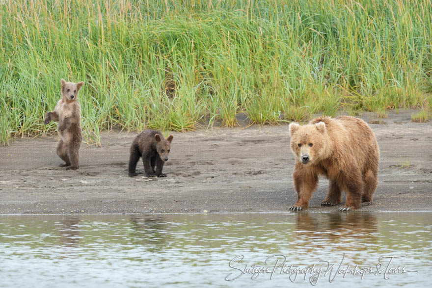 Grizzly Bear Family in Alaska