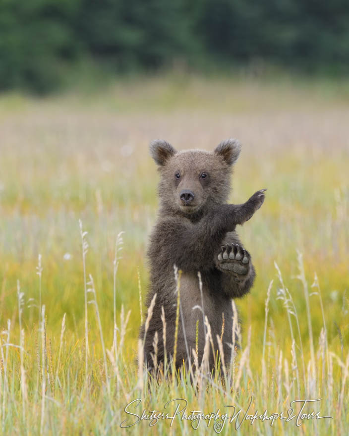 Grizzly Bear Gesturing