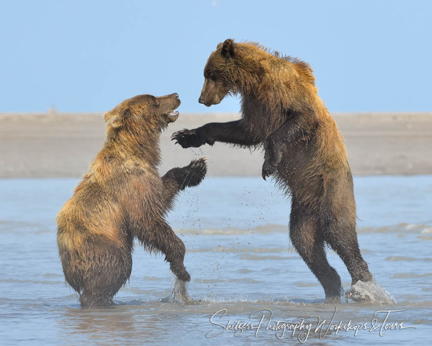 Grizzly Bear Leaping as Another Smiles 20190722 170153