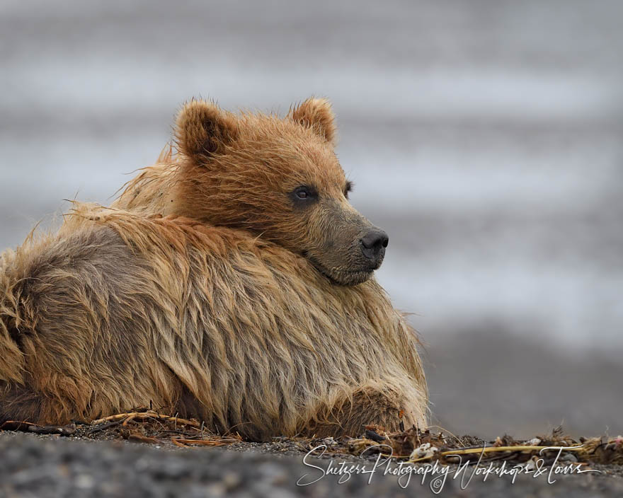 Grizzly Bear Resting its Head