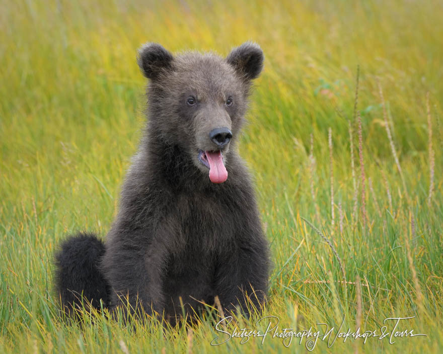 Grizzly Bear Sticking Tongue Out