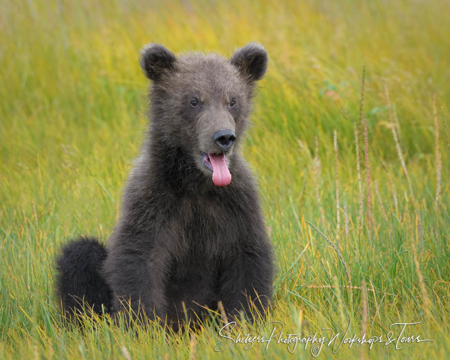 Grizzly Bear Sticking Tongue Out 20190723 184931