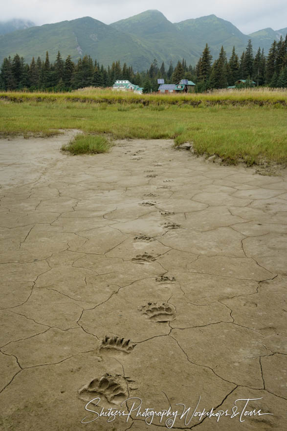 Grizzly Bear Tracks