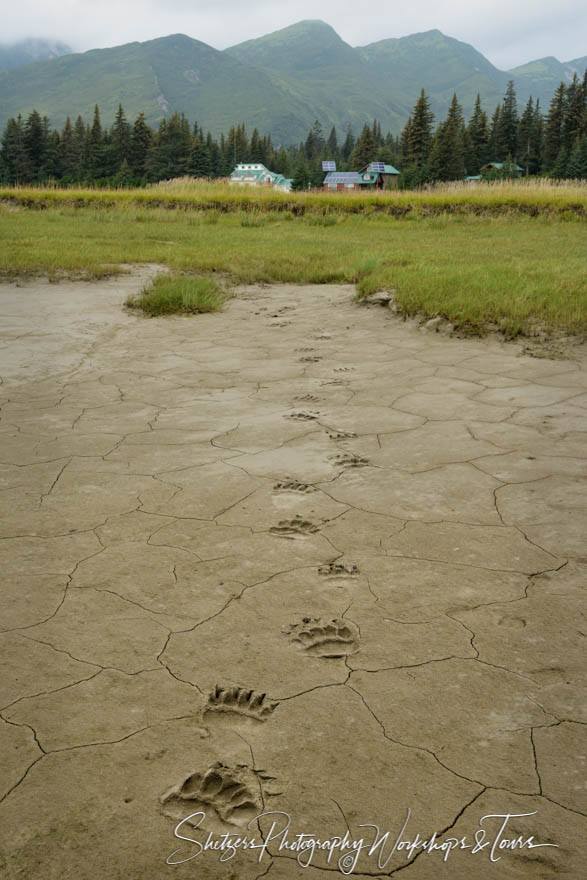 Grizzly Bear Tracks 20160731 143327