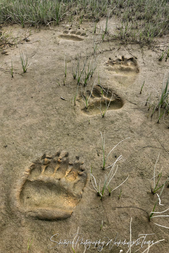 Grizzly Bear Tracks at Lake Clark