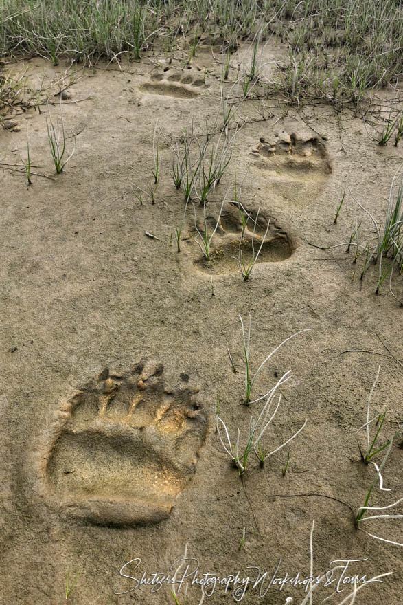 Grizzly Bear Tracks at Lake Clark 20190723 154552