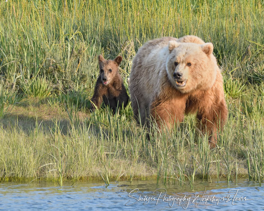 Grizzly Bear and Cub in Alaska 20190722 212059