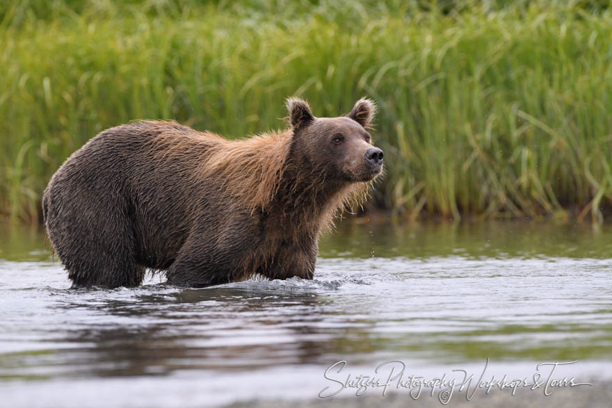 Grizzly Bear in Knee Deep Water 20190726 213114