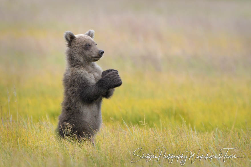 Grizzly Bear on Hind Legs 20190723 185927