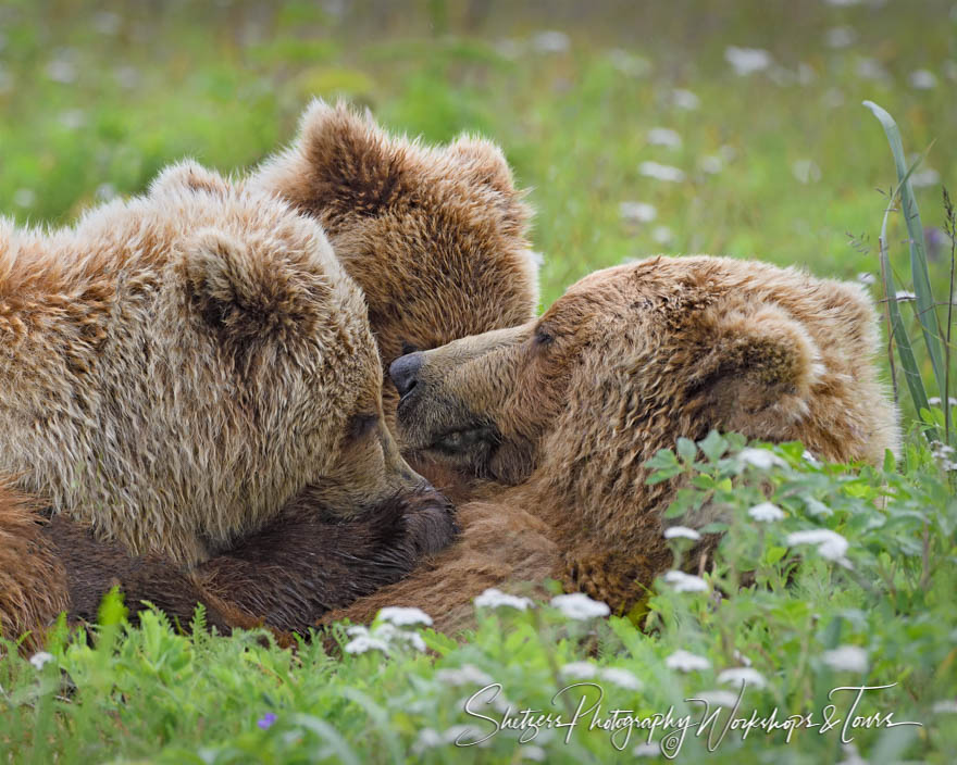Grizzly Bears Cuddling in a Field of Flowers