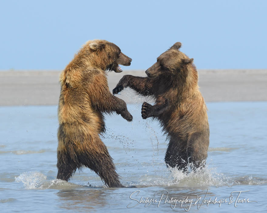 Grizzly Bears Fight in Alaskan Waters 20190722 170122