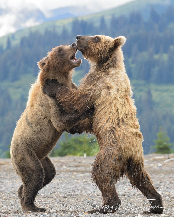 Grizzly Bears Fighting