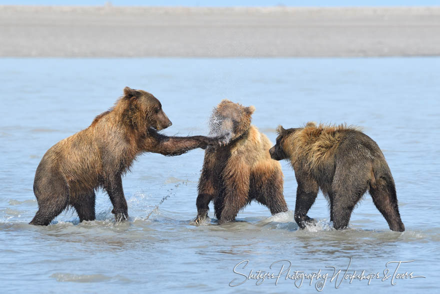 Grizzly Bears Splashing