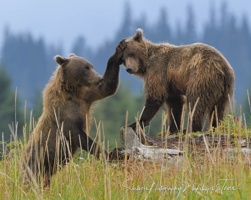 Grizzly Bears Touching 20190726 203801