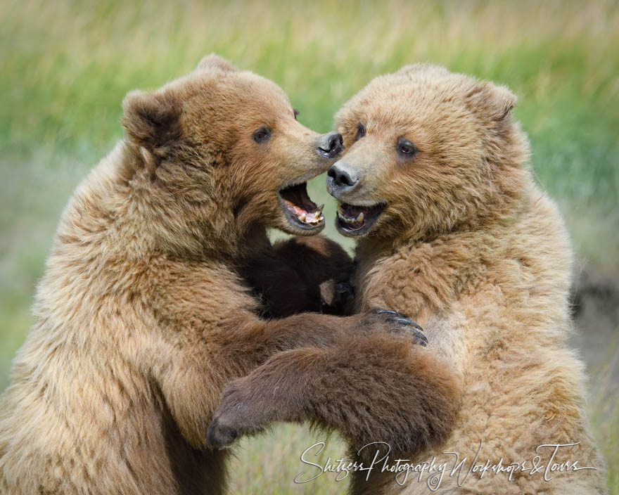 Grizzly Bears Tussle