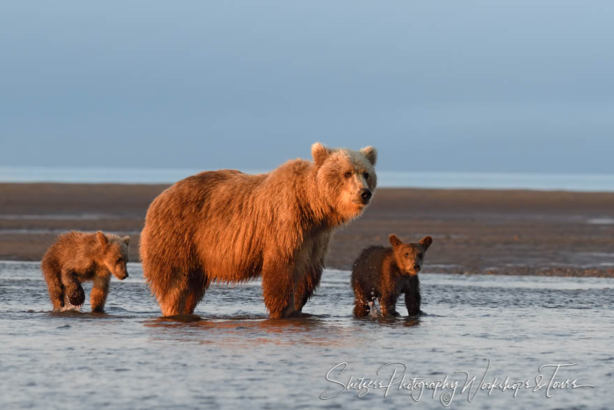Grizzly Bears at Dawn