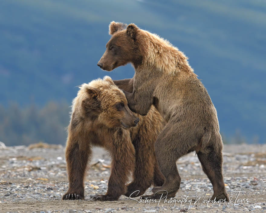 Grizzly Bears at Lake Clark National Park, Alaska
