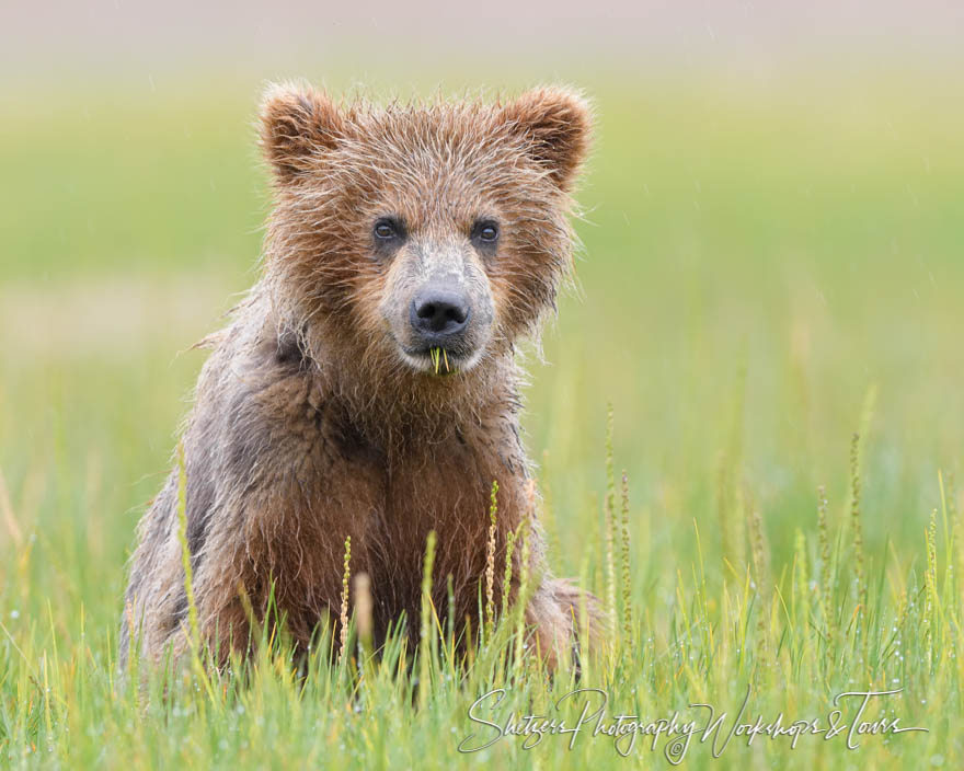Grizzly Cub Eating Grass