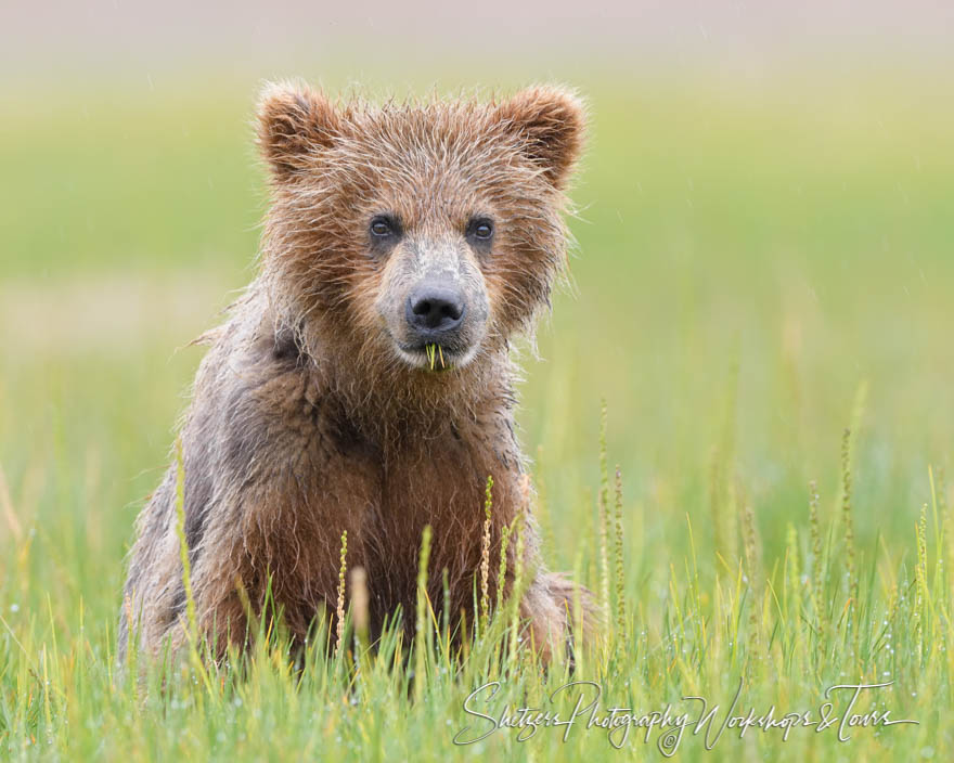 Grizzly Cub Eating Grass 20180723 105240