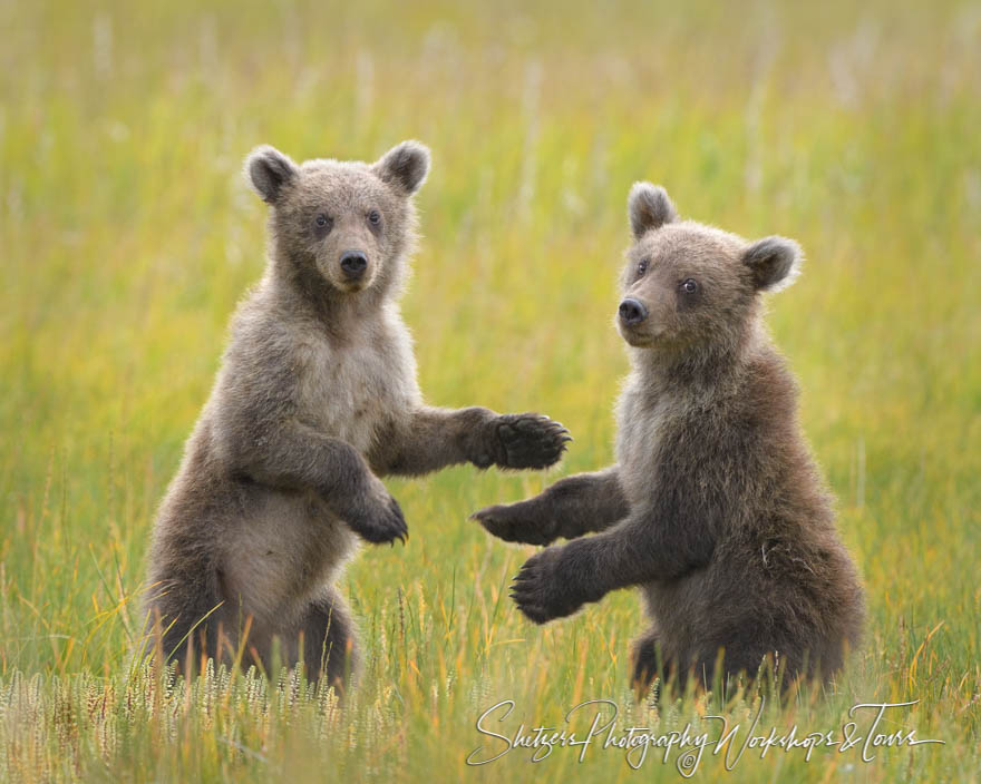 Grizzly Cubs Looking at Camera