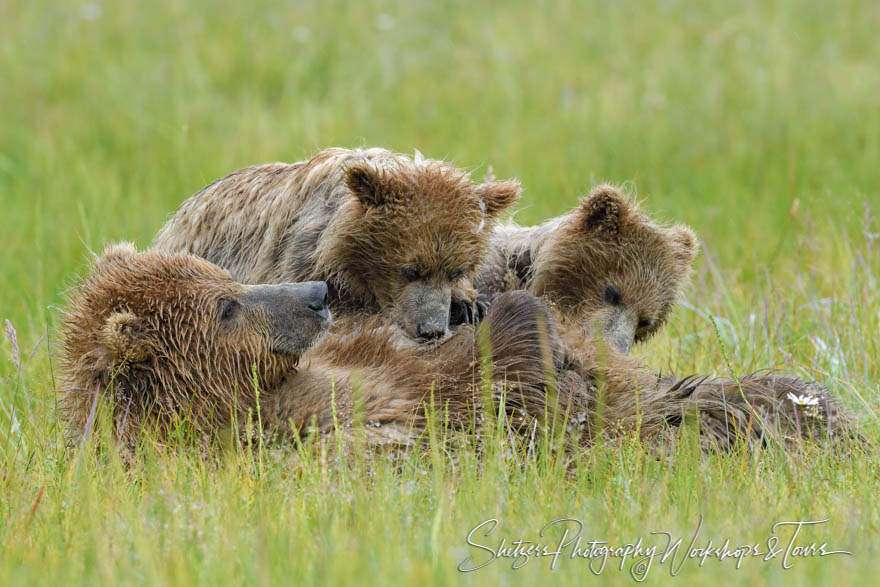 Grizzly Cubs Nursing