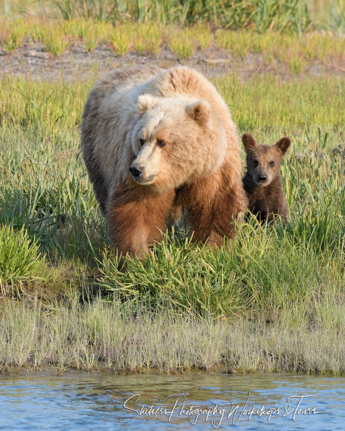 Grizzly Mother and Cub 20190722 211341