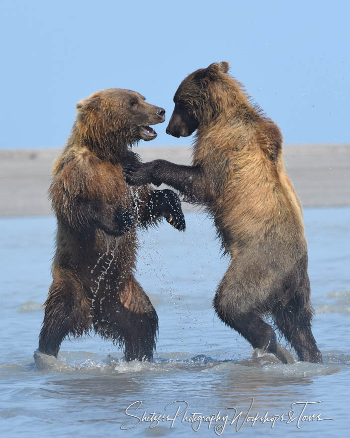 Happy Brown Bear Cubs Tussling
