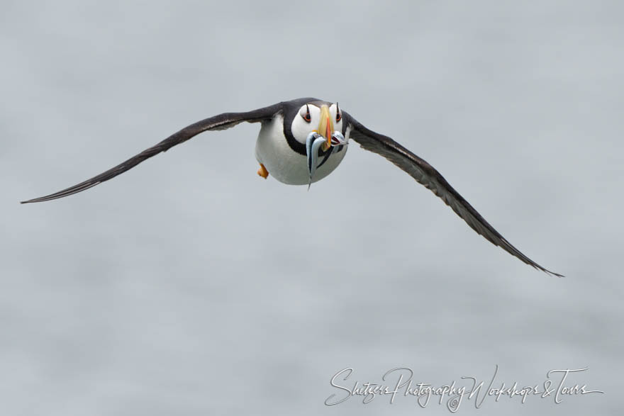 Horned Puffin Carrying Fish
