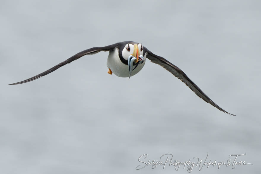 Horned Puffin Carrying Fish 20180730 184834