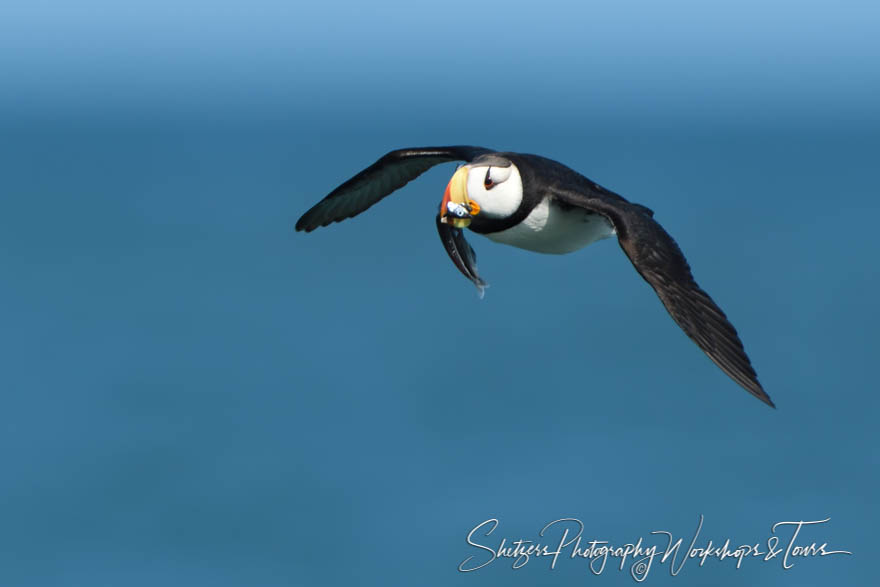 Horned Puffin Carrying Fish 20190729 164545