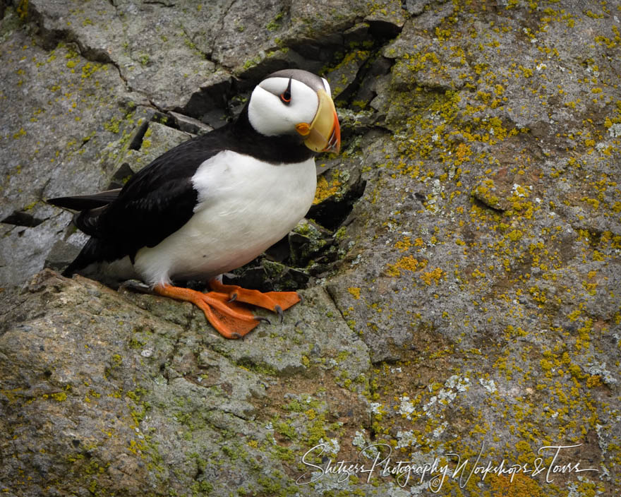 Horned Puffin Explores a Rock Face