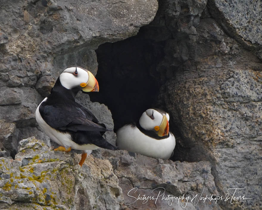Horned Puffin Mated Pair