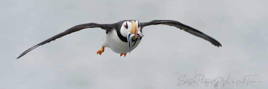 Horned Puffin Wide Shot